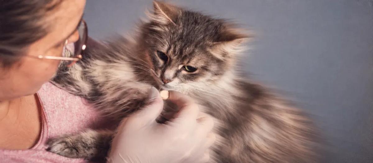 Cat deworming schedule by Nuzzy