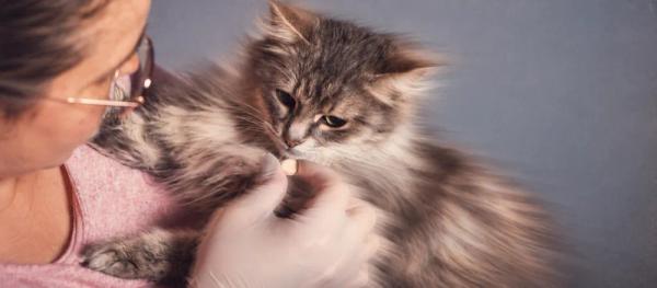 Cat deworming schedule by Nuzzy