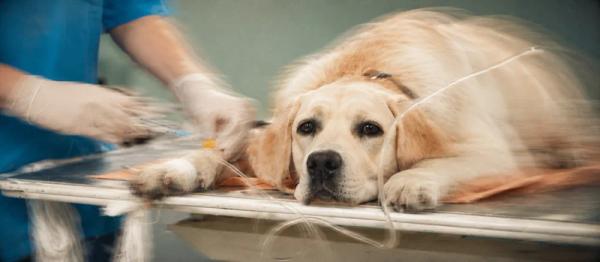 Pyometra in dogs needs urgent care by Nuzzy