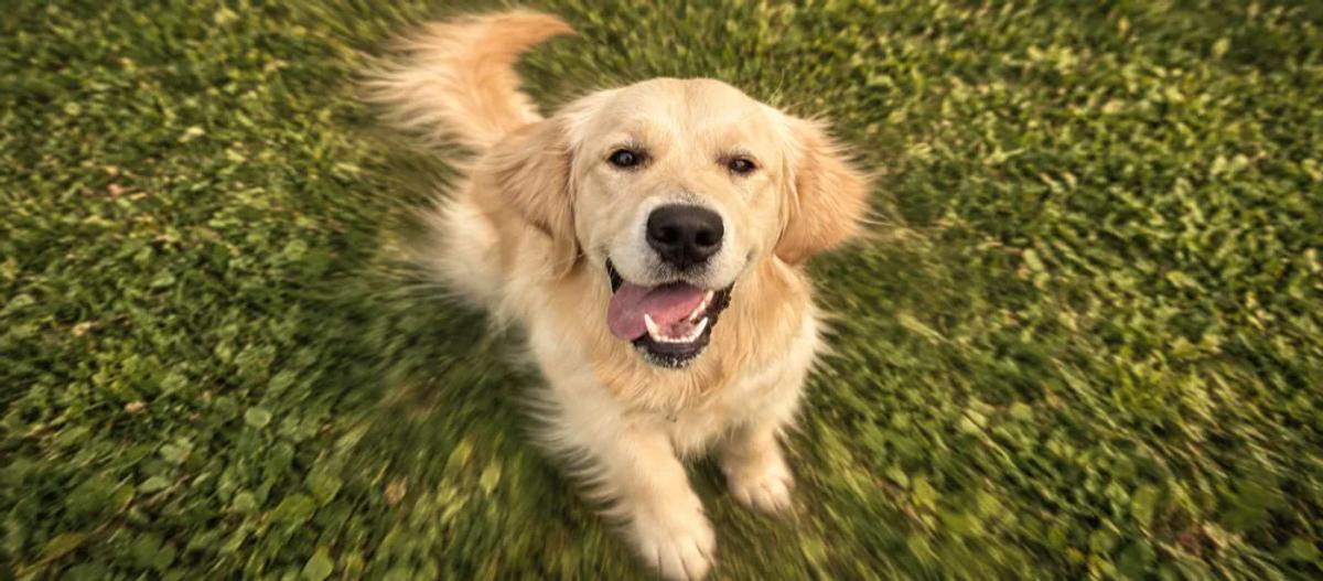 Golden Retriever care for pet parents by Nuzzy