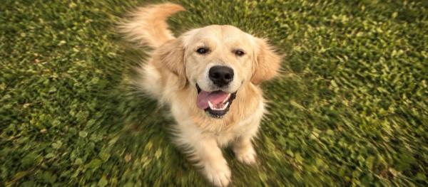 Golden Retriever care for pet parents by Nuzzy
