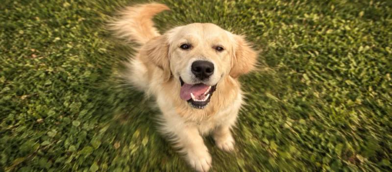 Golden Retriever care for pet parents by Nuzzy