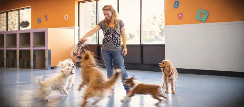 What is dog boarding? by Nuzzy