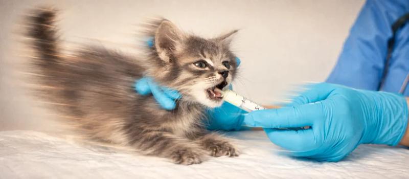 Deworming kittens by Nuzzy