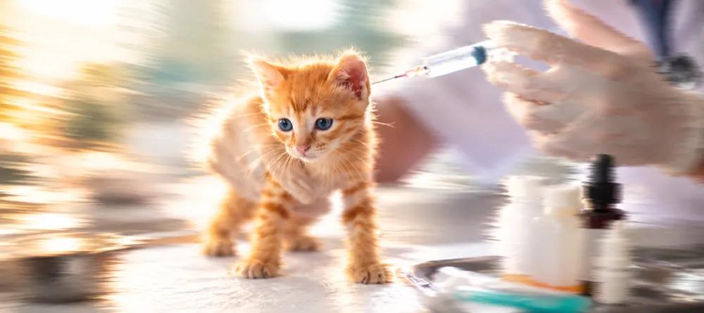 Kitten Vaccination Schedule in India: From Six Weeks to Twenty-Six By Nuzzy