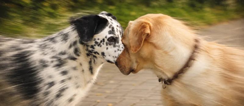Dog mating and pregnancy risk  by Nuzzy