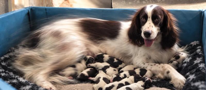 Dog reproduction explained by Nuzzy