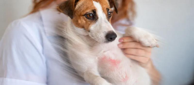Atopic dermatitis in dogs by Nuzzy