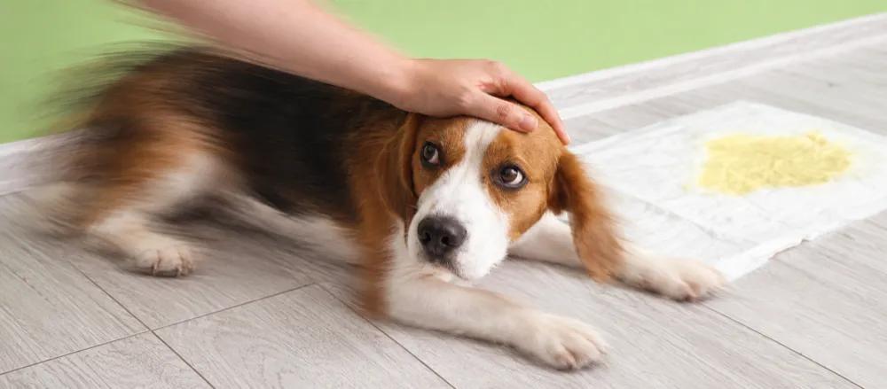 Dog deworming side effects: how to respond by Nuzzy
