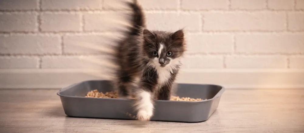 Deworming kittens by Nuzzy