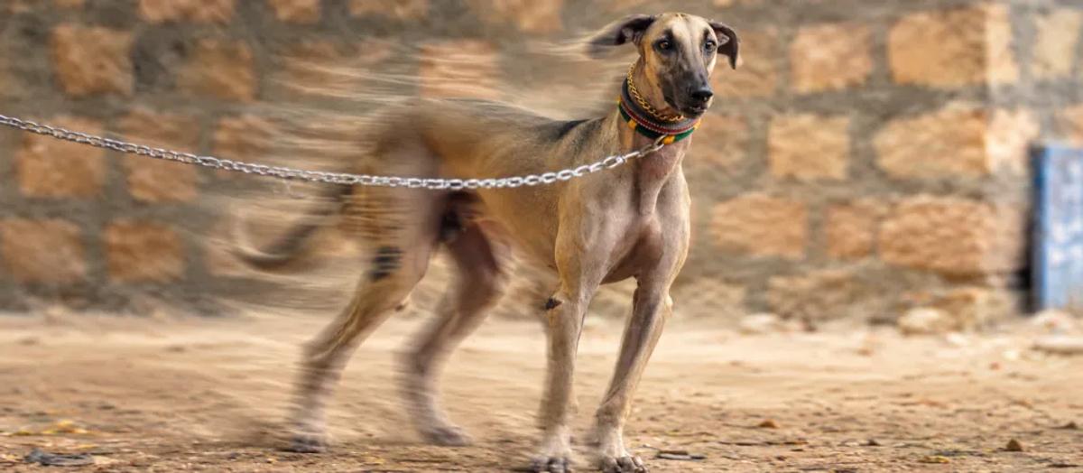Chippiparai dog care by Nuzzy