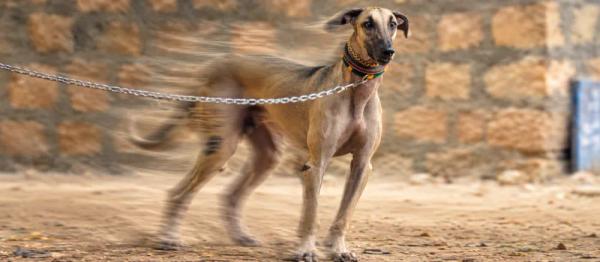Chippiparai dog care by Nuzzy