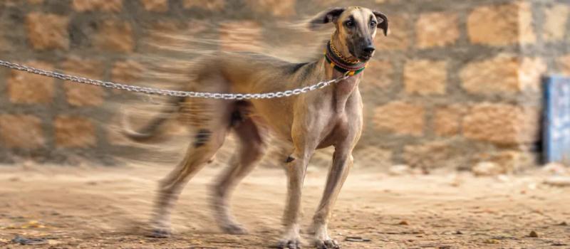 Chippiparai dog care by Nuzzy