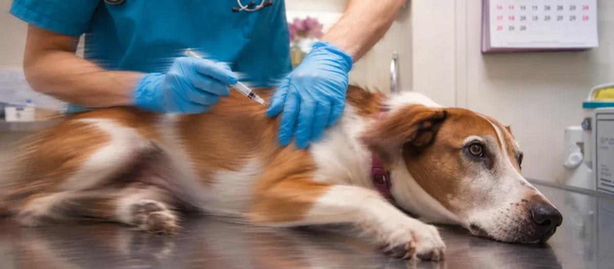 Deworming for dogs in India by Nuzzy