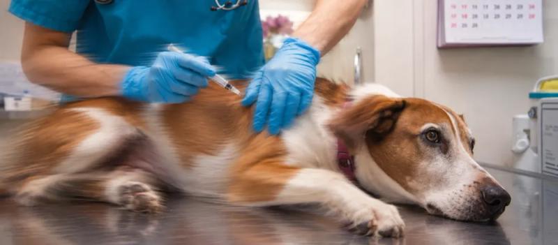 Deworming for dogs in India by Nuzzy