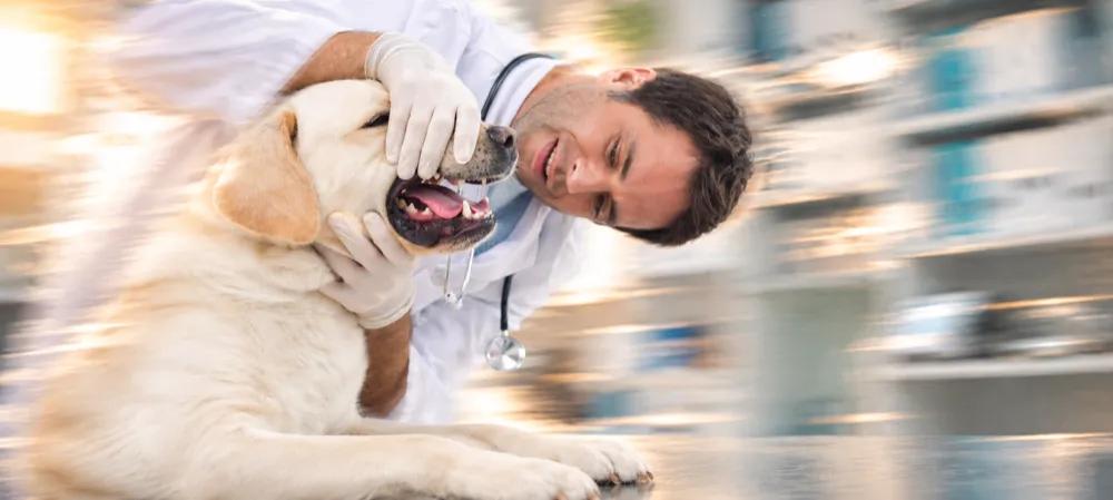 Dog teeth cleaning at the vet by Nuzzy