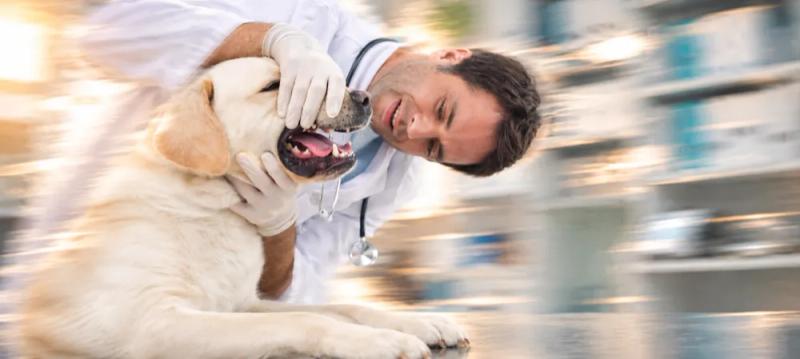Dog teeth cleaning at the vet by Nuzzy