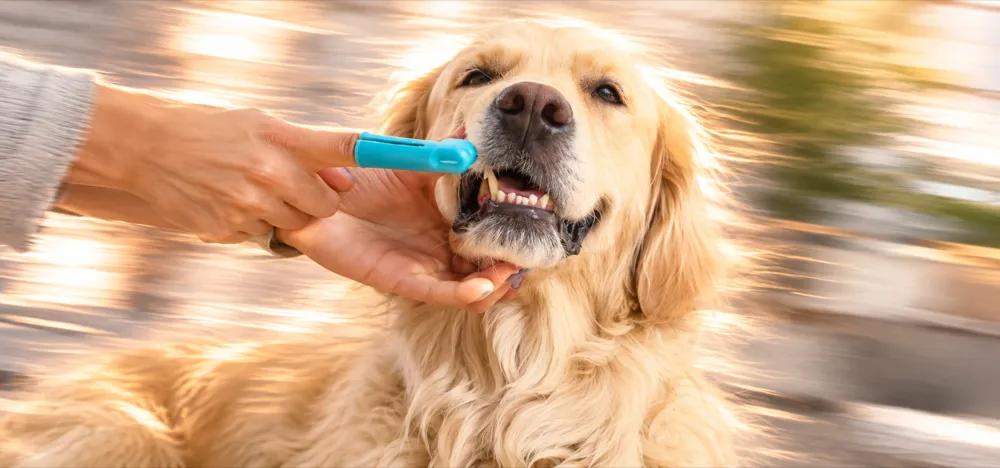How to brush your dog's teeth By Nuzzy