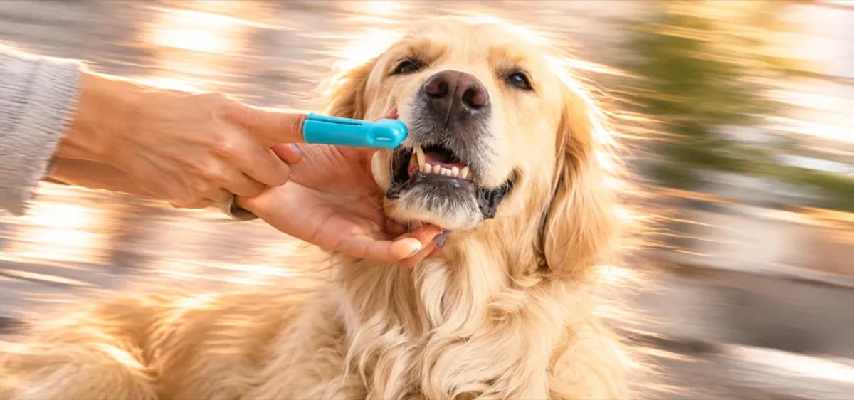 How to brush your dog's teeth By Nuzzy