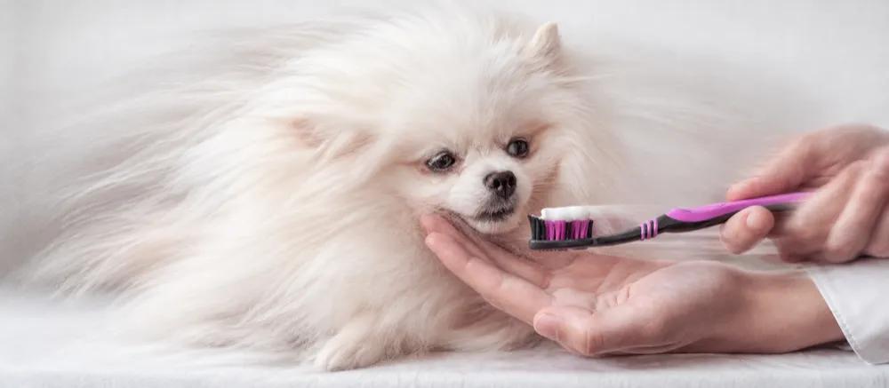 Pomeranian: Care, coat and health questions by Nuzzy