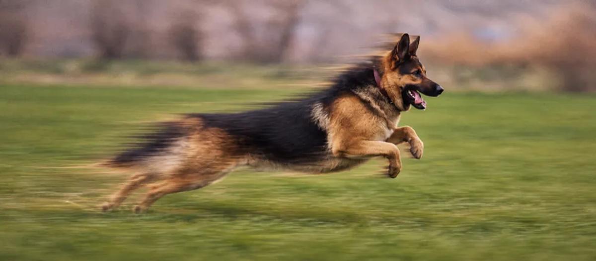 German Shepherd care for pet parents by Nuzzy