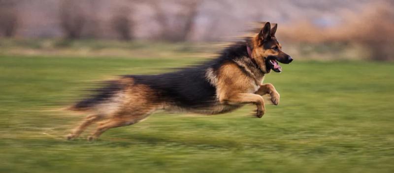 German Shepherd care for pet parents by Nuzzy
