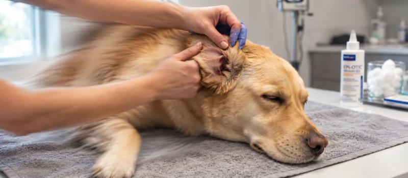 Dog ear infection by Nuzzy