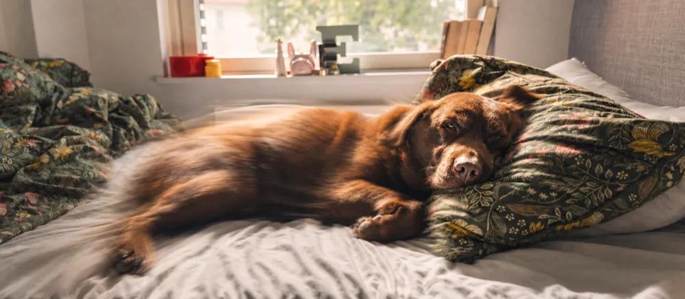 Dog sleep by Nuzzy