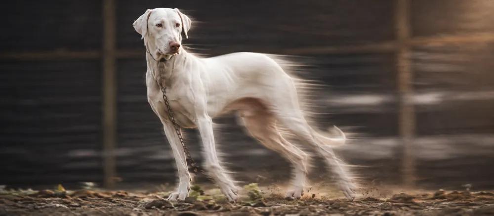 Indian dog breeds and their care by Nuzzy