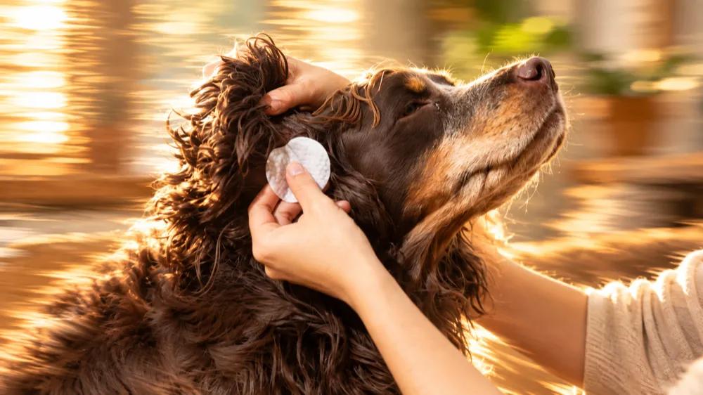 How to clean your dog's ears by Nuzzy