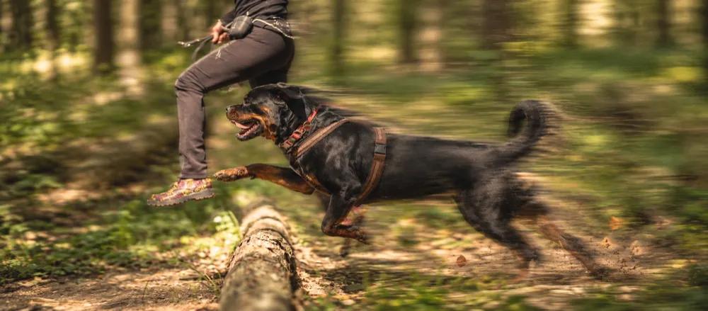 Rottweiler care for pet parents by Nuzzy