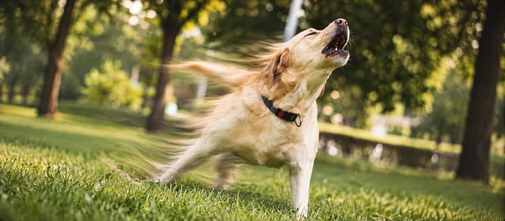Why do dogs howl at night? by Nuzzy