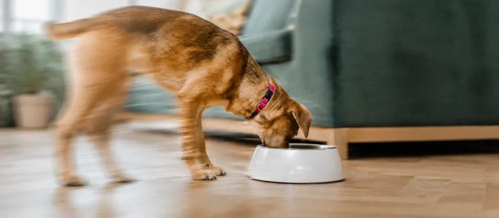 What dogs can eat by Nuzzy