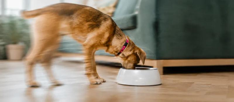 What dogs can eat by Nuzzy
