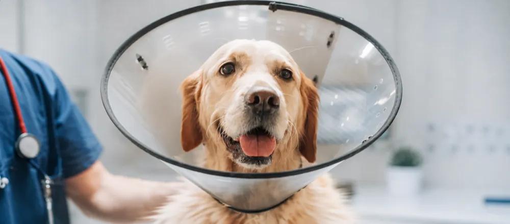 Spaying and neutering explained by Nuzzy
