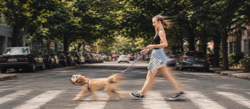 Walking dogs in hot weather by Nuzzy