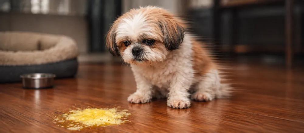 Leptospirosis in dogs: exposure, signs and care by Nuzzy