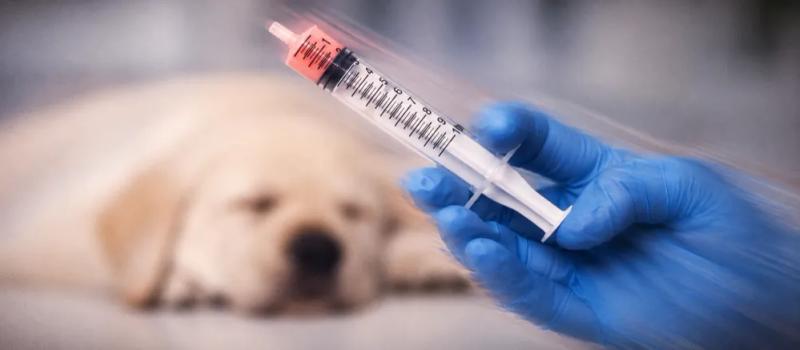 Dog deworming schedule by Nuzzy
