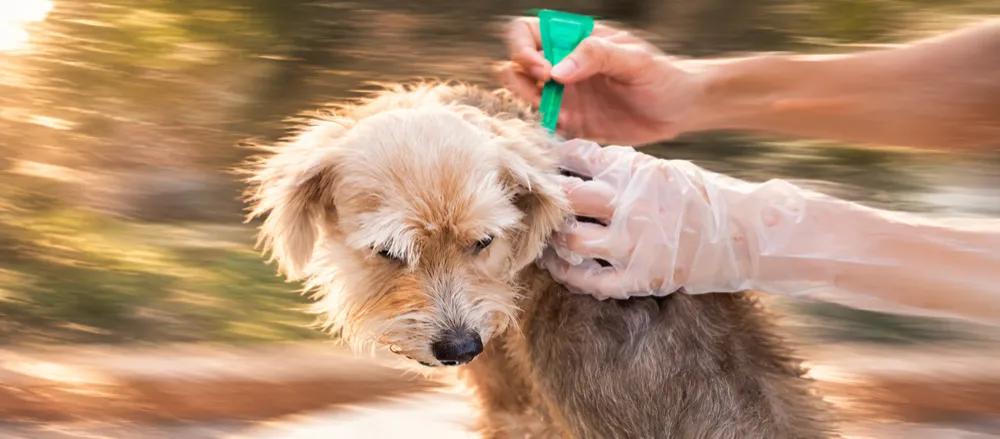 Tick fever in dogs: symptoms and diagnosis By Nuzzy