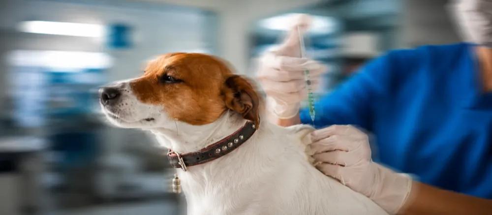 Verified information about rabies shot for dogs by Nuzzy 
