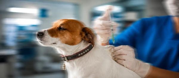 Verified information about rabies shot for dogs by Nuzzy 
