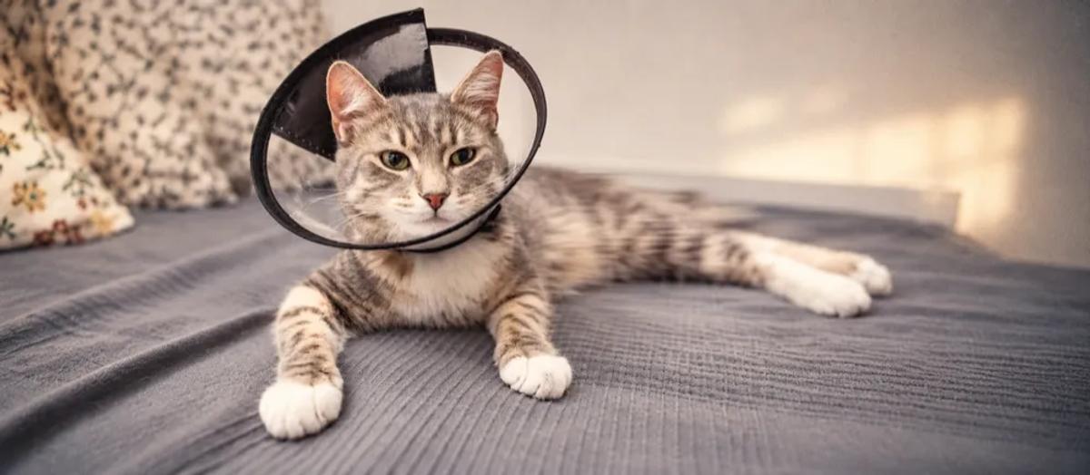 Spaying female cats by Nuzzy