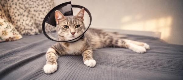 Spaying female cats by Nuzzy