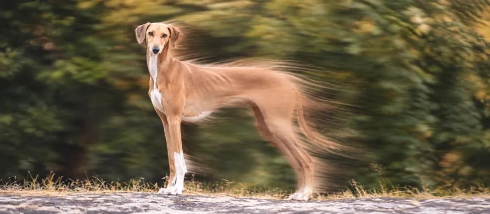 Mudhol Hound care by Nuzzy