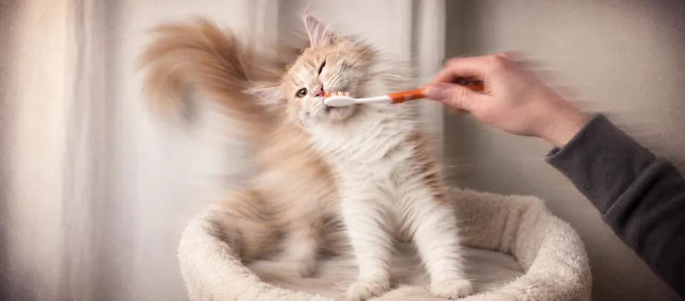 Ragdoll cat: Size, coat and health considerations by Nuzzy