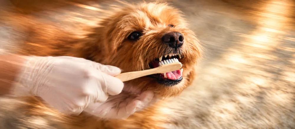 Dog-dental-care-india by Nuzzy.