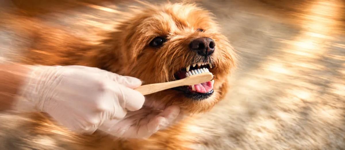 Dog-dental-care-india by Nuzzy.