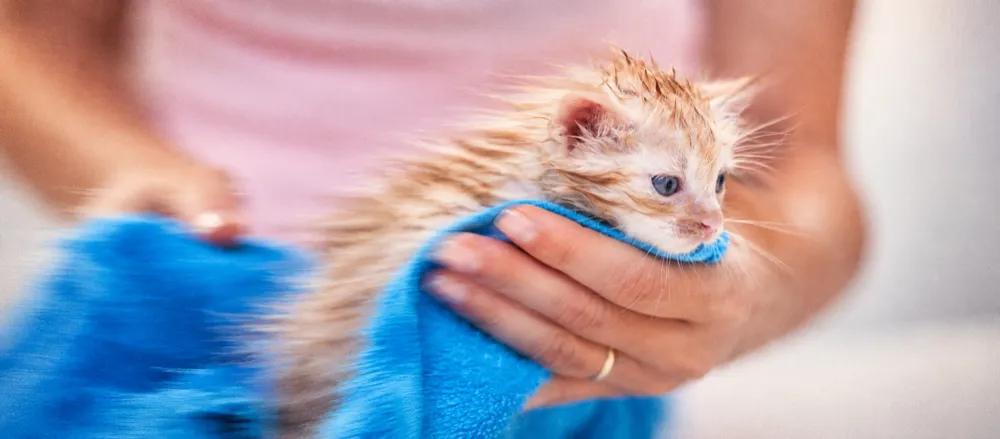 How to bathe a cat by Nuzzy