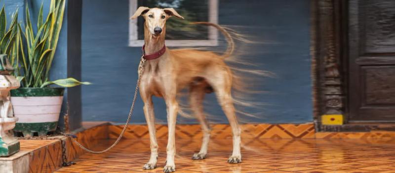 Mudhol Hound care by Nuzzy