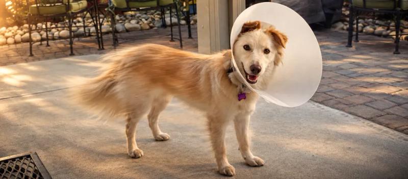 Spaying female dogs by Nuzzy